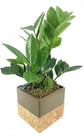 Bonsai Cork Planter - Live Plants in 5 Inch Decorative Pots - Plant Variety is Grower&