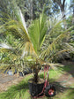 High Plateau Coconut Palm - 15 Live Plants in 4 Inch Pots - Beccariophoenix Alfredii - Extremely Rare Ornamental Cold Hardy Coconut Palm