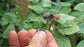 Raspberry Plant - Live Plants in 2 Inch Pots - Grow Your Own Fruits - Garden Or Patio