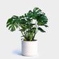 Split Leaf Philodendron - Live Plant in a 4 Inch Pot - Monstera Deliciosa - Beautiful Clean Air Indoor Plant