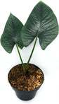 Alocasia - 4 Live Starter Plants in 2 Inch Pots - Alocasia - Florist Quality Air Purifying Indoor Plant - Nature&