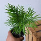 Neanthe Bella Parlor Palm - Live Plants in 4 Inch Pots - Chamaedorea Elegans - Beautiful Clean Air Indoor Houseplant