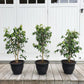 Ficus Tree - Live Starter Plants in 2 Inch Pots - Stunning Easy Care Interior Houseplant