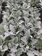 Silver Dusty Miller Plant - Live Plants in 4 inch Pots - Beautiful Flowering Annuals for Gardens and Patios - Finished Plants Ready for The Garden