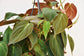 Philodendron - Live Starter Plant - Rare and Elegant Indoor Houseplant