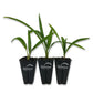 Windmill Palm - Live Starter Plants in 2 Inch Pots - Trachycarpus Fortunei - Hardy Palm from Florida