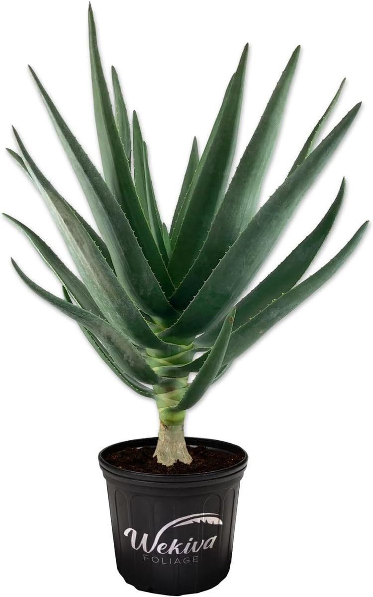 philodendron hercules Hercules Aloe Tree - Live Plant in a 3 Gallon Growers Pot