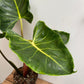 Alocasia - 4 Live Starter Plants in 2 Inch Pots - Alocasia - Florist Quality Air Purifying Indoor Plant - Nature&