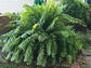 Macho Fern - Live Plants in 4 Inch Pots - Nephrolepsis Biserrta &