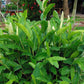 Thai Ginger - 60 Live Starter Plants - Alpinia Greater Galangal - Grow Your Own Vegetables and Fruit in The Garden or Patio
