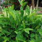 Thai Ginger - Live Starter Plants - Alpinia Greater Galangal - Grow Your Own Vegetables and Fruit in The Garden or Patio