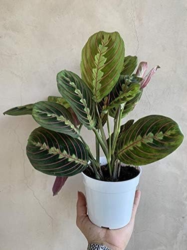 red prayer plant live indoor plant Red Maranta Prayer Plant - Live Plant in a 4 Inch Pot - Maranta Leuconeura “Erythroneura”