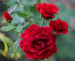 Don Juan Rose Bush - Live Starter Plant in a 4 Inch Pot - Beautifully Fragrant Heirloom Rose from Florida - A Versatile Beauty with a Rich Fragrance
