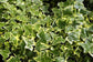 Golden English Ivy - Live Plants in 3 Inch Pots - Hedera Helix - Beautiful Easy Care Indoor Air Purifying Houseplant Vine