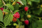 Raspberry Plant - Live Plants in 2 Inch Pots - Grow Your Own Fruits - Garden Or Patio