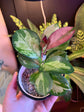 Hoya - Live Plant in a 2 Inch Pot - Indoor Houseplants Straight from The Nursery