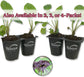 Black Bat Flower - Live Starter Plants in 2 Inch Pots - Tacca Chantrieri - Not in Bloom When Shipped - Extremely Rare and Exotic Flowering Plant