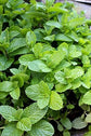 Mojito Mint Plant - Live Plant in a 4 inch Pot - Mentha x Villosa - Indoor Outdoor Edible Herbs for Kitchen Garden