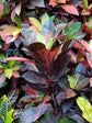 Croton Iceton - Live Plant in a 3 Gallon Pot -Codiaeum Variegatum &