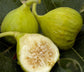 Lattarula Italian Honey Fig Tree - Live Starter Plants - Ficus Carica - Edible Fruit Tree for The Patio and Garden