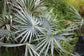 Thatch Palm &