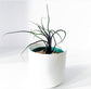 Alocasia - 4 Live Starter Plants in 2 Inch Pots - Alocasia - Florist Quality Air Purifying Indoor Plant - Nature&