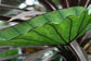 Colocasia Elephant Ear Plant - 4 Live Starter Plants - Colocasia Esculenta - Beautiful Large Leaf Foliage Starter Multipack