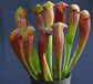 Bug Bat Carnivorous Plant - Live Plants in 6 Inch Pot - Sarracenia &