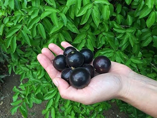 Jaboticaba Tree - Live Plant in 3 Gallon Pot - Edible Fruit Tree ...