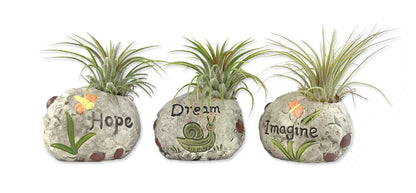 Zen Harmony Air Plant Set - Live Air Plants in Decorative Pots - Hope | Dream | Imagine - Cactus | Succulent | Air Plant - A Symbol of Serenity and Natural Beauty (3 Pack)
