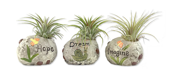 Zen Harmony Air Plant Set - 3 Live Air Plants in Decorative Pots - Hope | Dream | Imagine - Cactus | Succulent | Air Plant - A Symbol of Serenity and Natural Beauty (3 Pack)