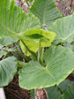 Alocasia - 4 Live Starter Plants in 2 Inch Pots - Alocasia - Florist Quality Air Purifying Indoor Plant - Nature&
