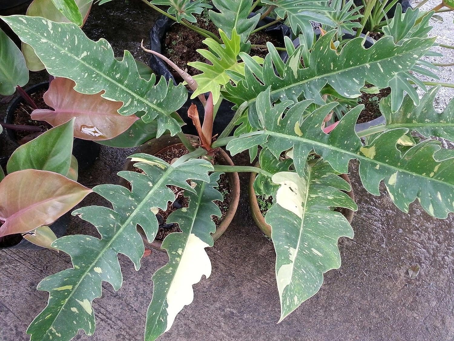 philodendron kaleidoscope Wekiva Foliage Philodendron Ring of Fire - Live Plant in a 4 in. Pot - Philodendron Wendlandii x P. Tortum
