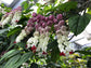 Bleeding Heart Vine with Trellis - Live Plant in a 10 Inch Pot - Clerodendrum - Florist Quality Indoor Outdoor Flowering Vine from Florida