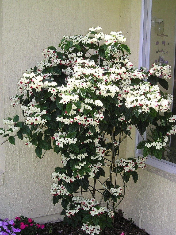 heart vine indoor plant Bleeding Heart Vine with Trellis - Live Plant in a 10 Inch Pot
