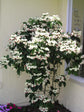 Bleeding Heart Vine with Trellis - Live Plant in a 10 Inch Pot - Clerodendrum - Florist Quality Indoor Outdoor Flowering Vine from Florida