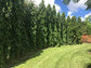 Mast Tree - Live Plants in 6 Inch Growers Pots - Polyalthia Longifolia - Extremely Rare Ornamental Trees of The World