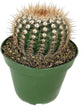 Artisan Grown Cactus Collection – 5 Live Cacti Plants in 4 Inch Pots – Growers Choice - Hand-Picked for Beauty – Perfect Plant Assortment for Indoors or Outdoors