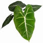 Alocasia - 4 Live Starter Plants in 2 Inch Pots - Alocasia - Florist Quality Air Purifying Indoor Plant - Nature&