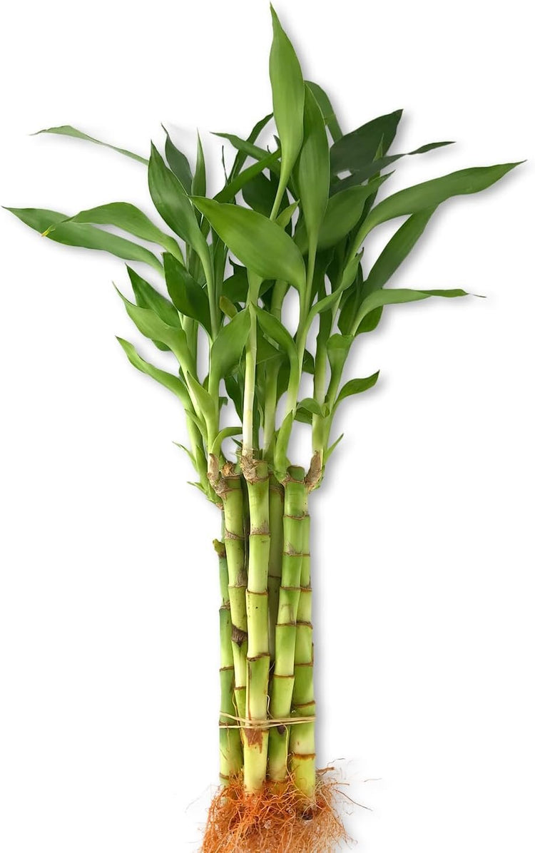lucky bamboo 6 stalks Lucky Indoor Bamboo - Live Plants - Ships Bare Root
