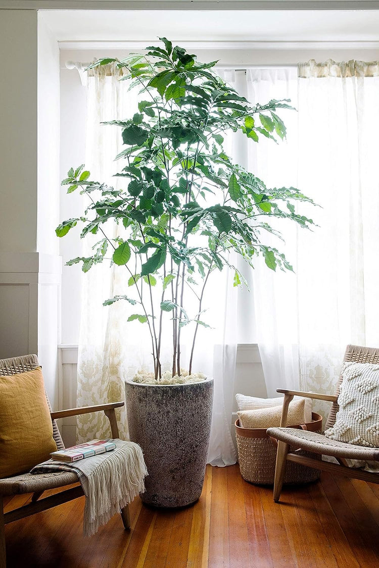 mahogany indoor plant Natal Mahogany - Live Plant in an 10 Inch Growers Pot -Trichilia Dregeana
