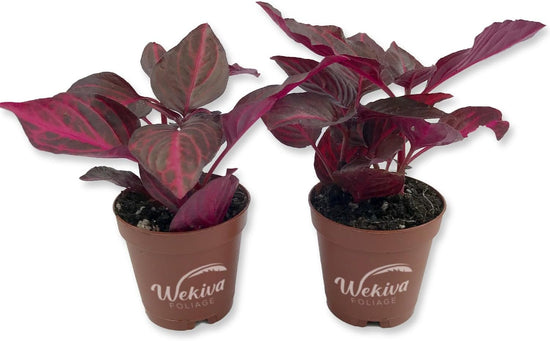 Bloodleaf Plant - Chicken Gizzard Plant - Beefsteak Plant - Live Starter Plants in 2 Inch Pots - Iresine Herbstii - Vibrant Colorful Easy Care Indoor Outdoor Houseplant