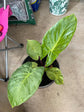 Alocasia - 4 Live Starter Plants in 2 Inch Pots - Alocasia - Florist Quality Air Purifying Indoor Plant - Nature&