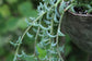 String of Dolphins Hanging Basket - Live Plant in a 4 Inch Pot - Senecio Peregrinus - Rare and Unique Trailing Succulent Vine