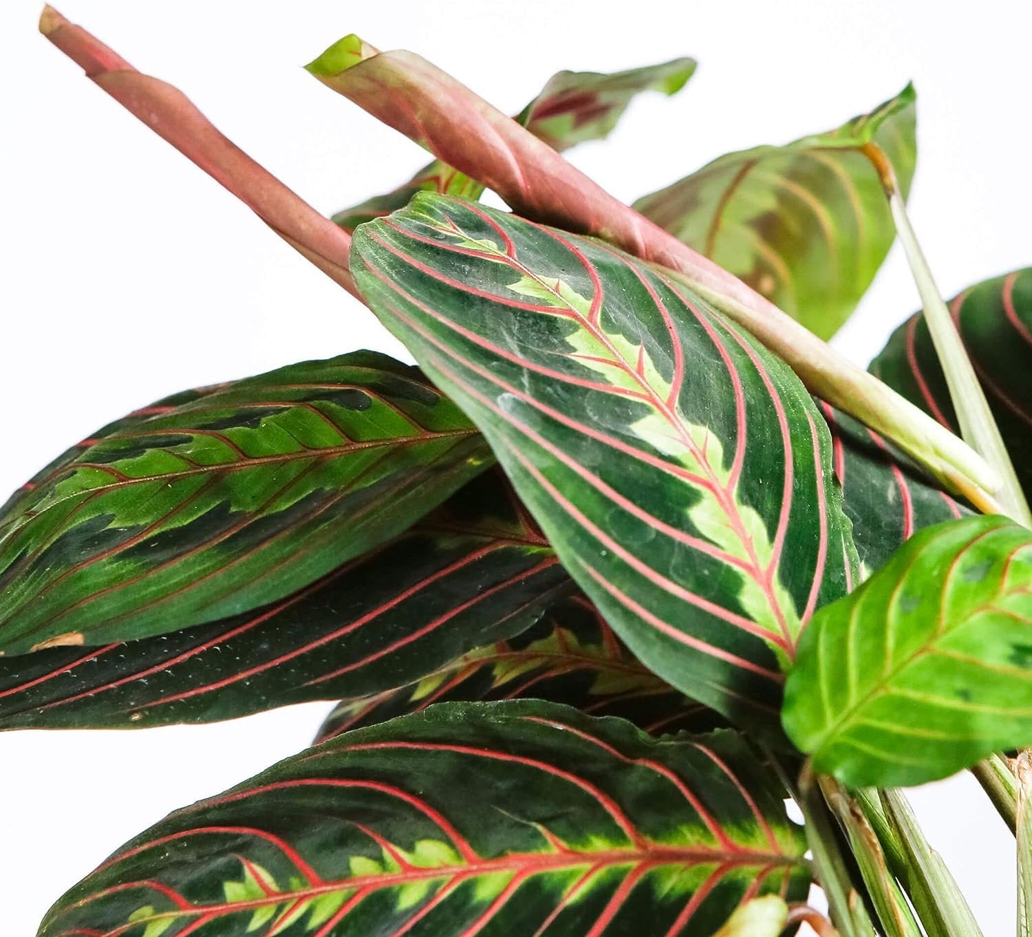 live prayer plant Red Maranta Prayer Plant - Live Plant in a 4 Inch Pot - Maranta Leuconeura “Erythroneura”