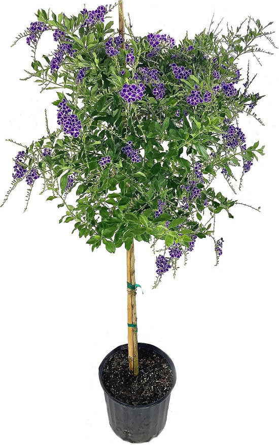 Sapphire Showers Duranta - Live Plant in a 10 Inch Pot - Duranta Erecta "Sapphire Showers" - Beautiful Flowering Butterfly Attracting Patio Plant