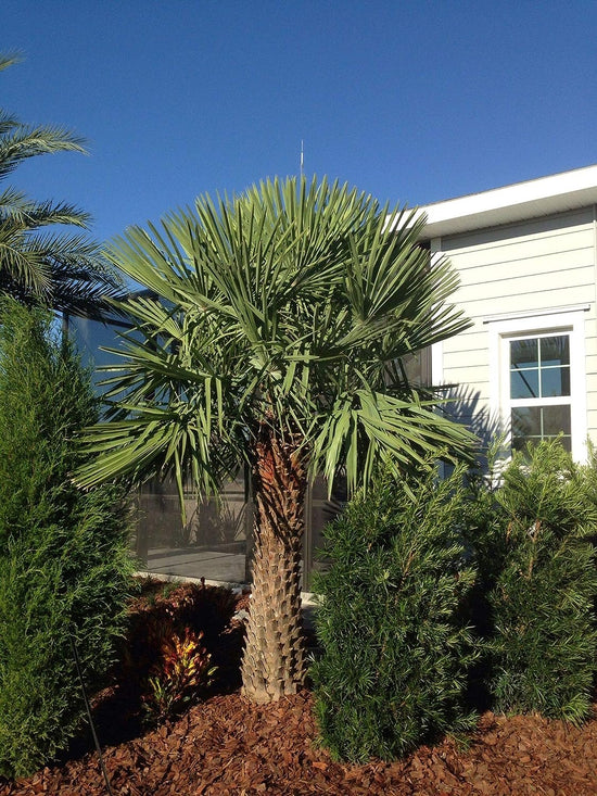 Caranday Wax Palm - Live Plant in a 4 Inch Pot - Copernicia Alba - Rare Ornamental Palms of Florida