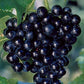 Muscadine Grape Vine with Trellis - Live Plant in a 3 Gallon Pot - 4 to 5 Feet Tall - Edible Fruit Bearing Vine