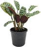 Calathea Burle Marxii Prayer Plant - Live Plants in 4 Inch Pots - Calathea Burle Marxii - Beautiful and Elegant Indoor Houseplants from The Nursery