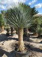 Silver Yucca - Live Plant in a 4 Inch Growers Pot - Starter Plant - Yucca Rostrata - Extremely Rare Outdoor Ornamental Slow Growing Evergreen Tree